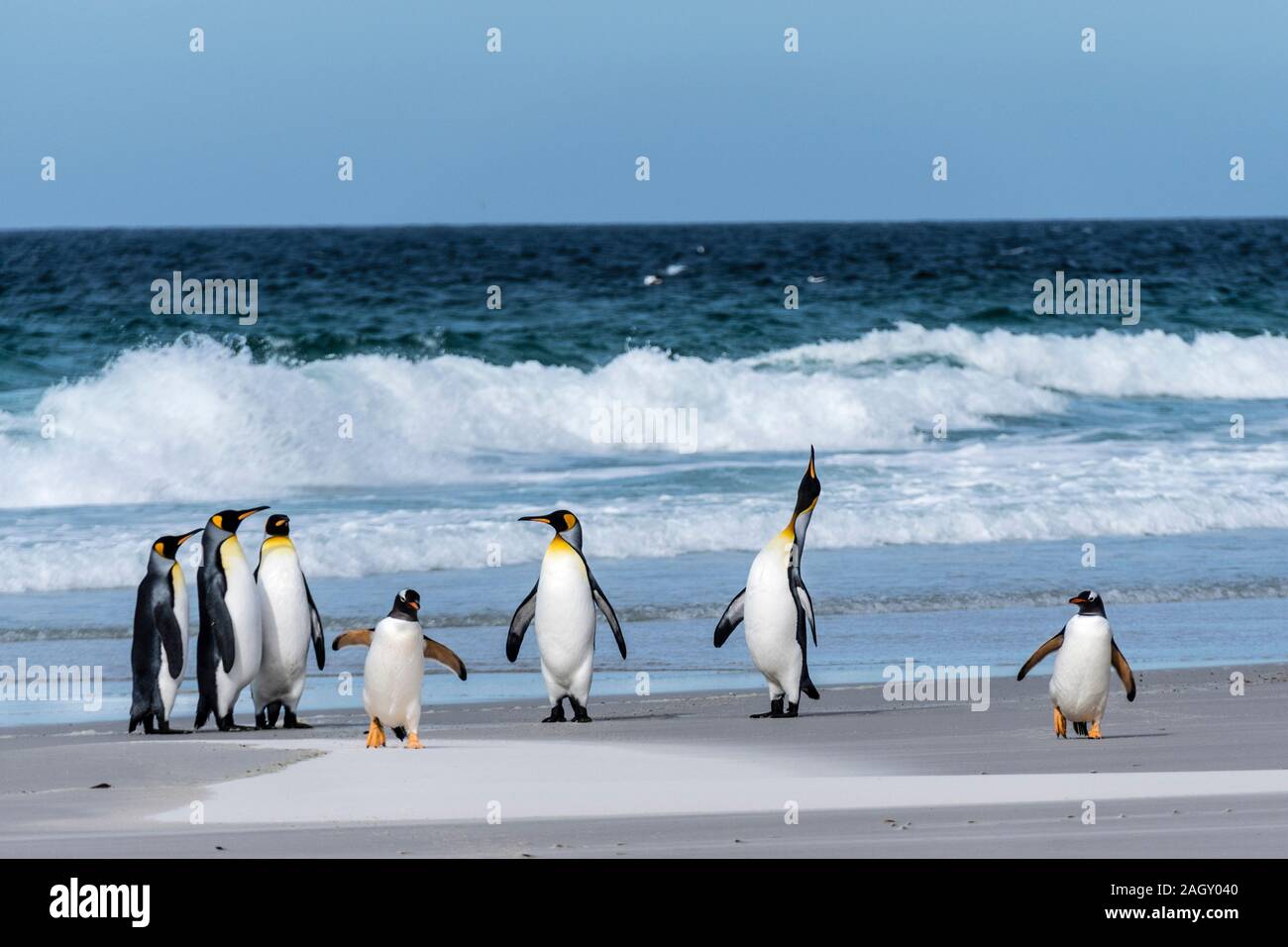 Huddle von König Pinguine Aptenodytes patagonicus, am Strand am Hals, Saunders Island, Falkland Inseln, Britisches Überseegebiet Stockfoto