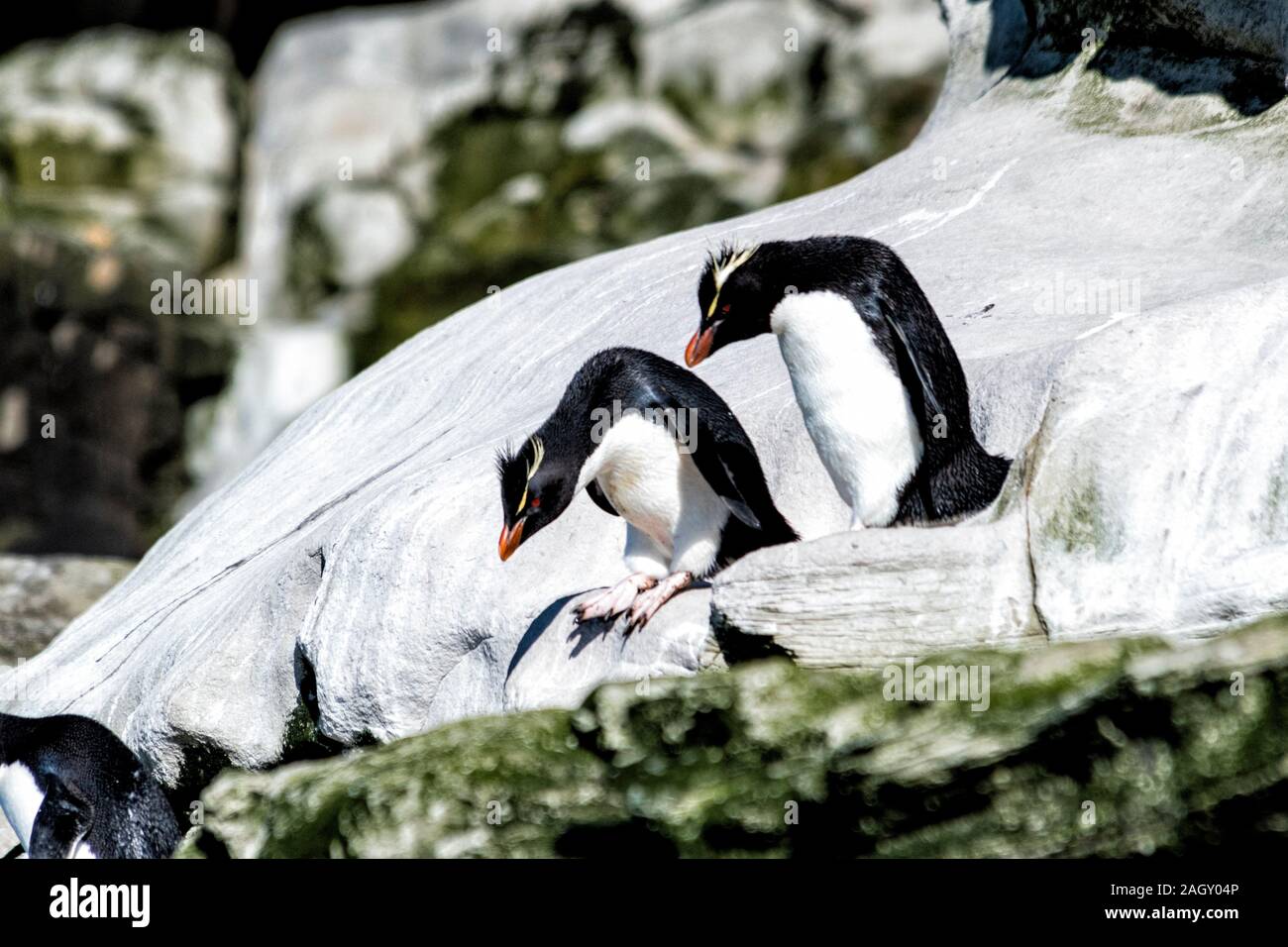 Niedlich, erwachsene Rockhopper Pinguine, Eudyptes chrysocome, auf den Klippen am Hals, Saunders Island, Falkland Inseln, Süd Atlantik Stockfoto