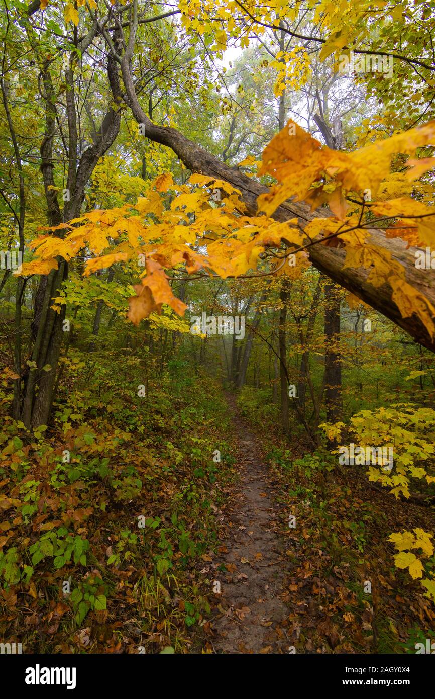 Herbst auf dem Wanderweg. Mississippi Palisades State Park, Illinois, USA Stockfoto