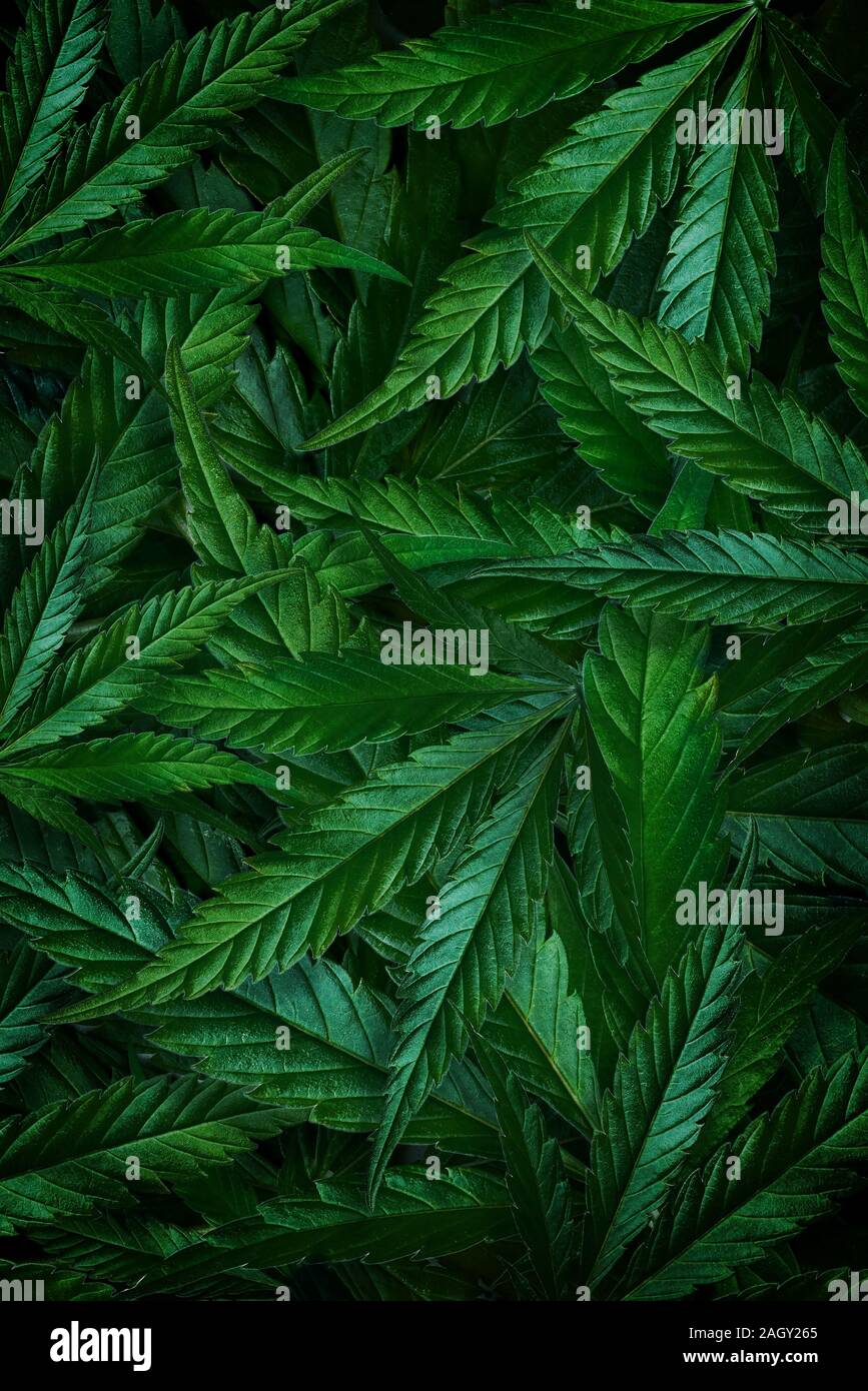 Natürliche dunkelgrünen Hintergrund aus Hanf Blätter, Marihuana. Vertikale flach Stockfoto
