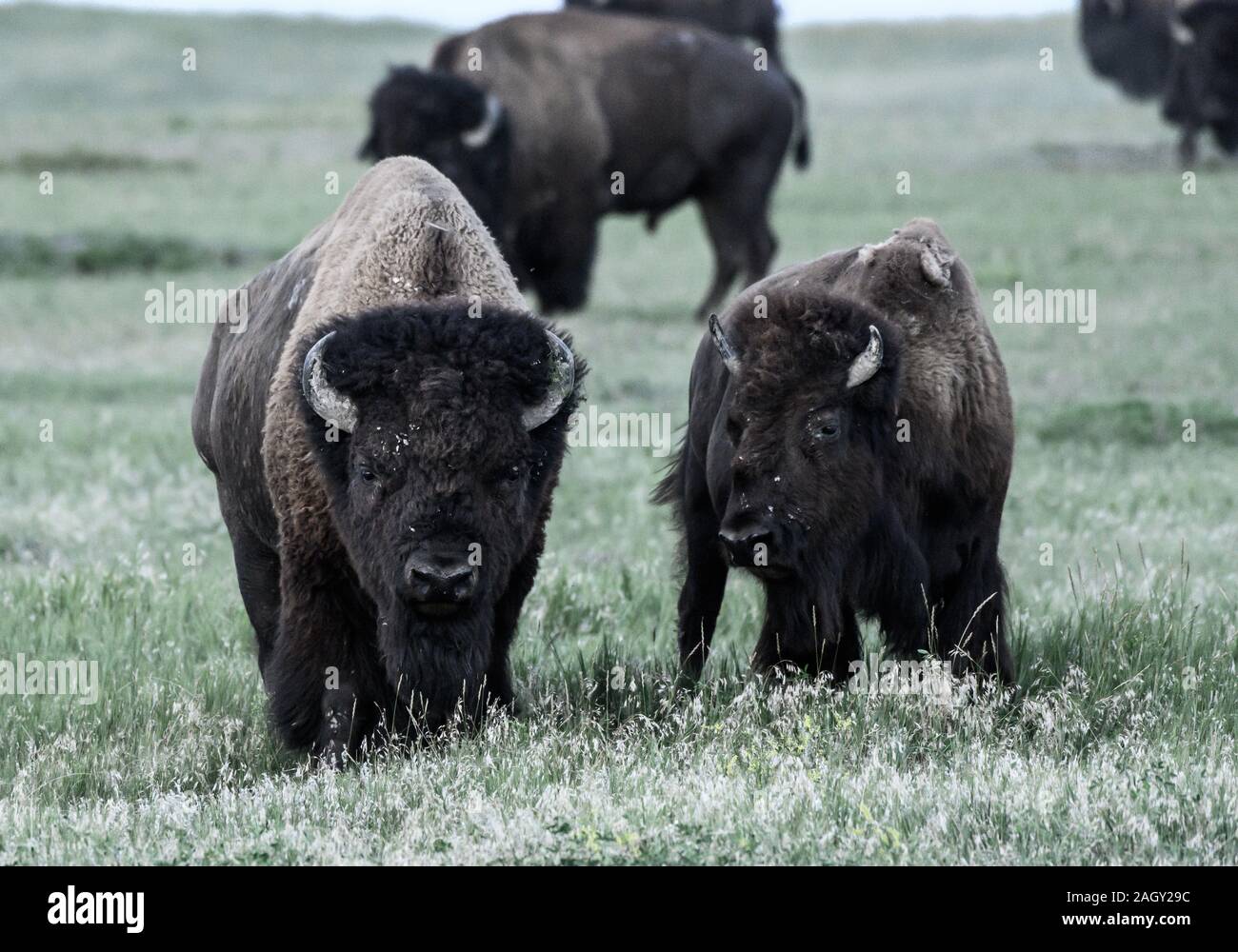 Zwei Bisons grasen in trockenen Feld im Sommer Stockfoto