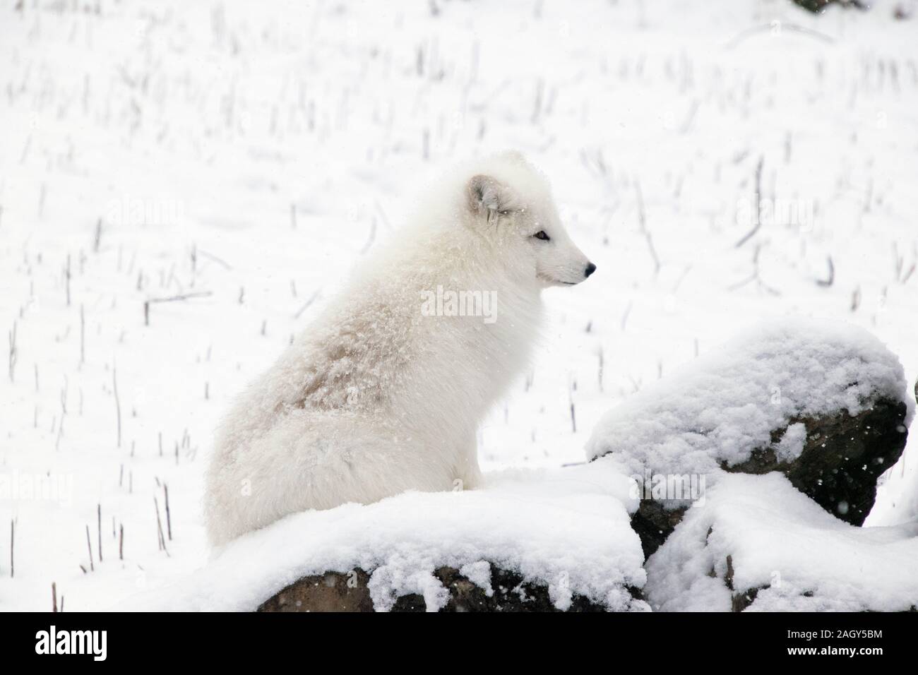 Ein Polarfuchs im Winter. Stockfoto