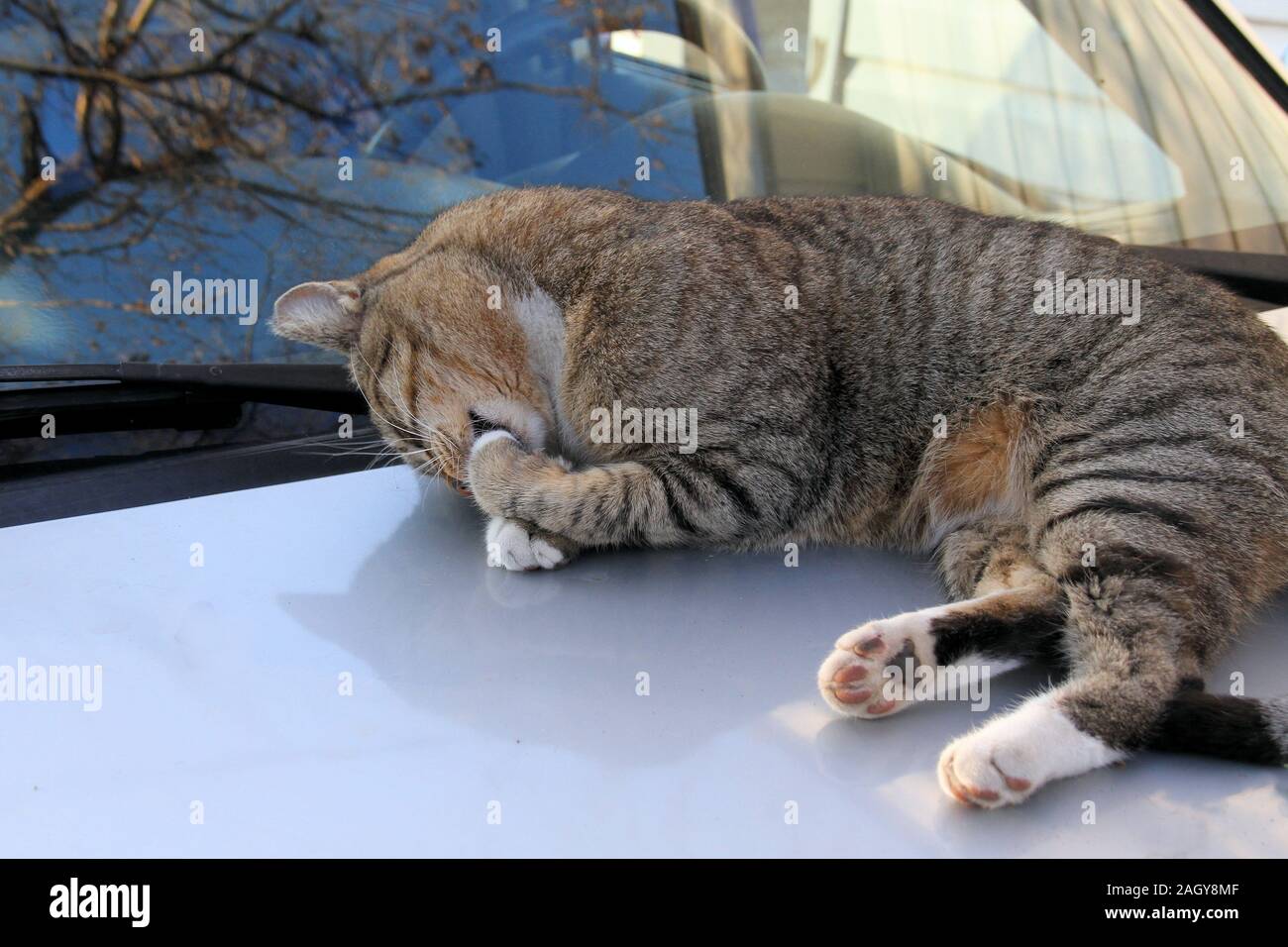 Eine kastrierte männliche TNR Gemeinschaft Katze reinigt seine Füße beim Liegen auf einem Auto Haube. Stockfoto