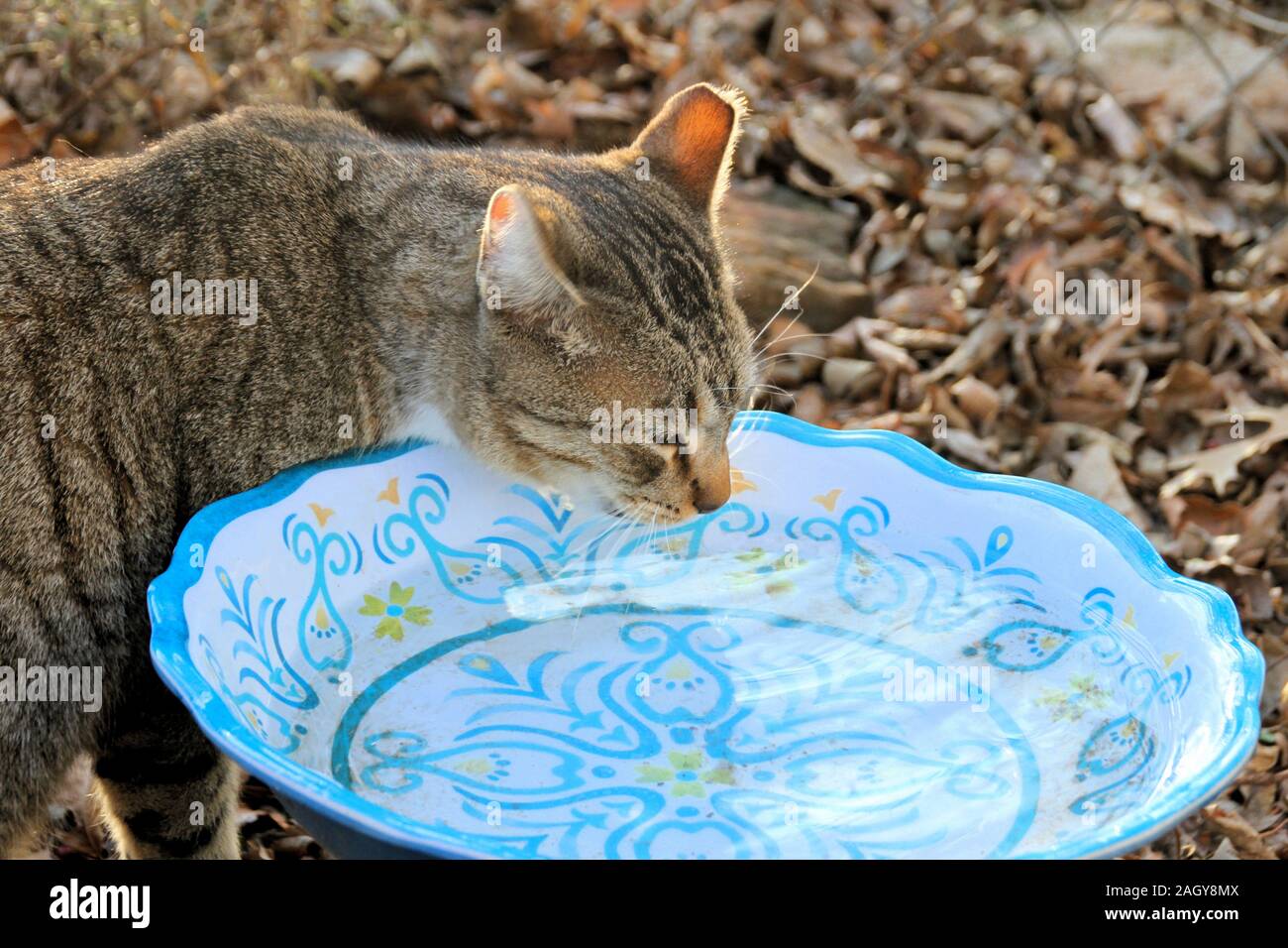 Eine kastrierte männliche TNR Gemeinschaft Katze trinkt aus einem Hinterhof Vogelbad im Winter. Stockfoto