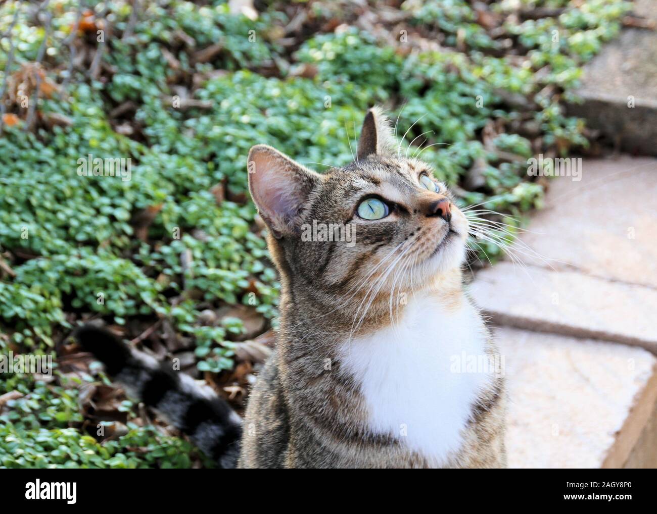 Eine freundliche Gemeinschaft Katze in der TNR Programm sitzt auf einem Garten Wand und schaut in den Himmel. Stockfoto