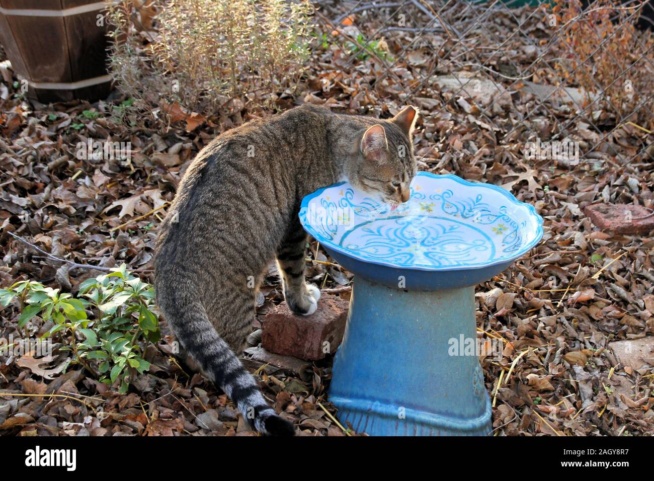 Eine kastrierte männliche TNR Gemeinschaft Katze trinkt Wasser aus einem Winter Vogelbad. Stockfoto
