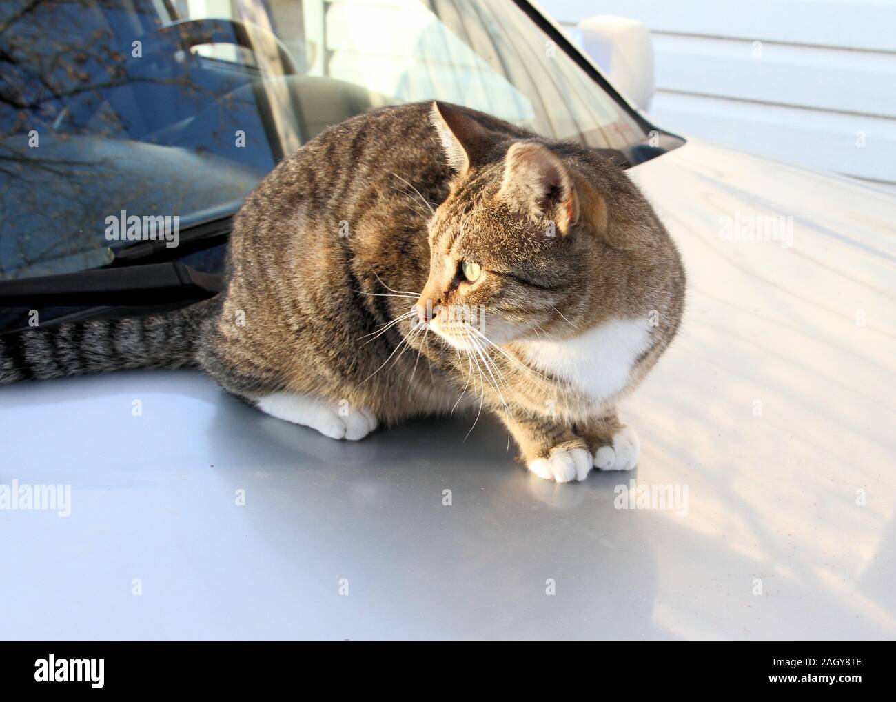 Eine TNR Gemeinschaft Katze hockt auf einem Auto Motorhaube und blickt in die Seite. Stockfoto