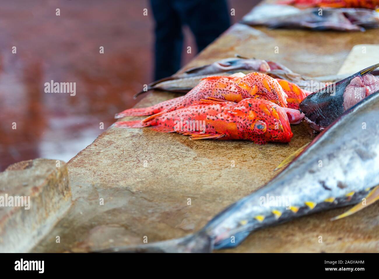 Frische Fische zum Verkauf in Puerto Ayora, Fischmarkt, Santa Cruz Island-Port Ayora Galapagos Insel. Mit selektiven Fokus Stockfoto