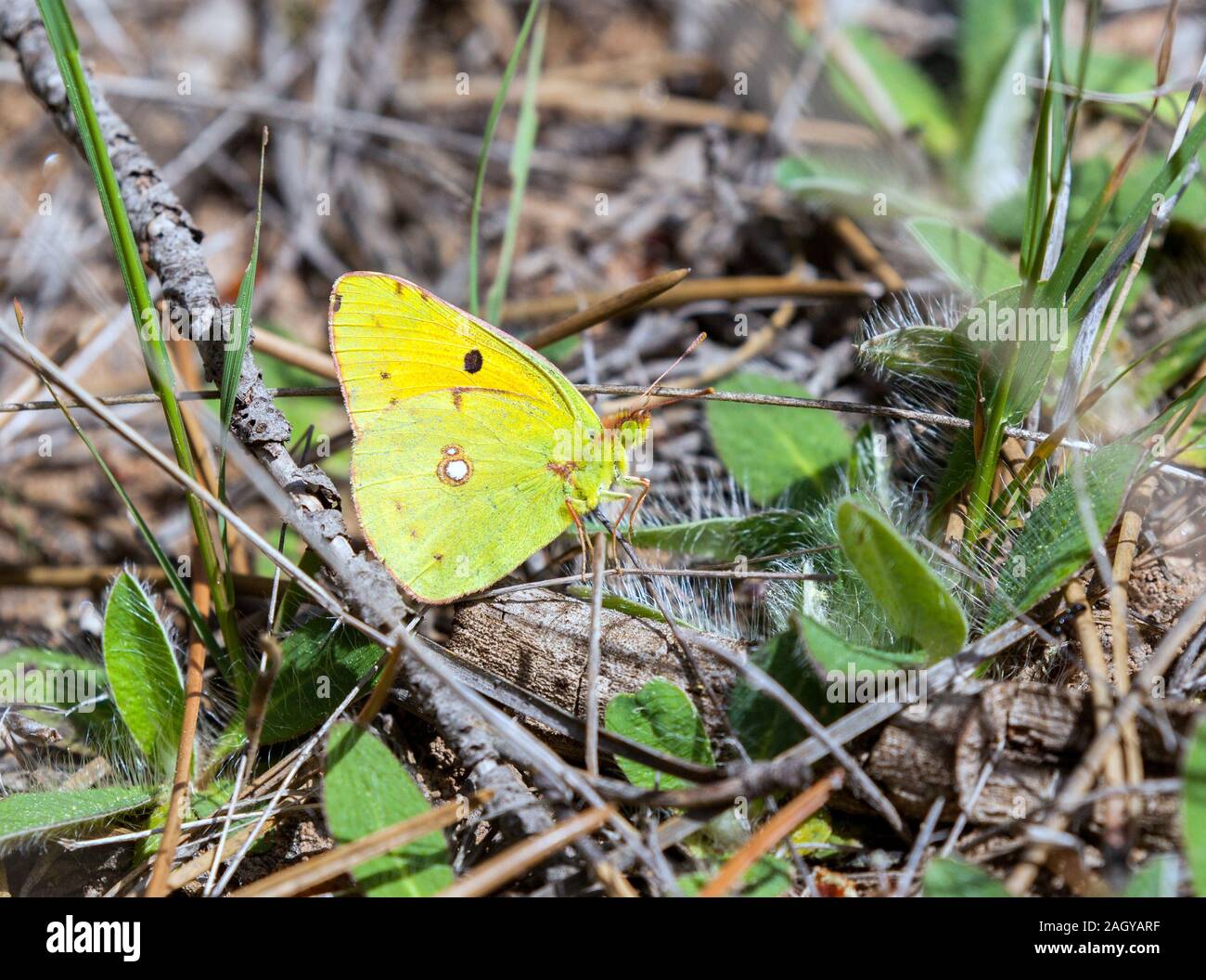 Unterseite des bewölkten gelben Schmetterlings Colias crocea in der spanischen Landschaft in den Montes Universales bei Albarracin in Ostspanien Stockfoto