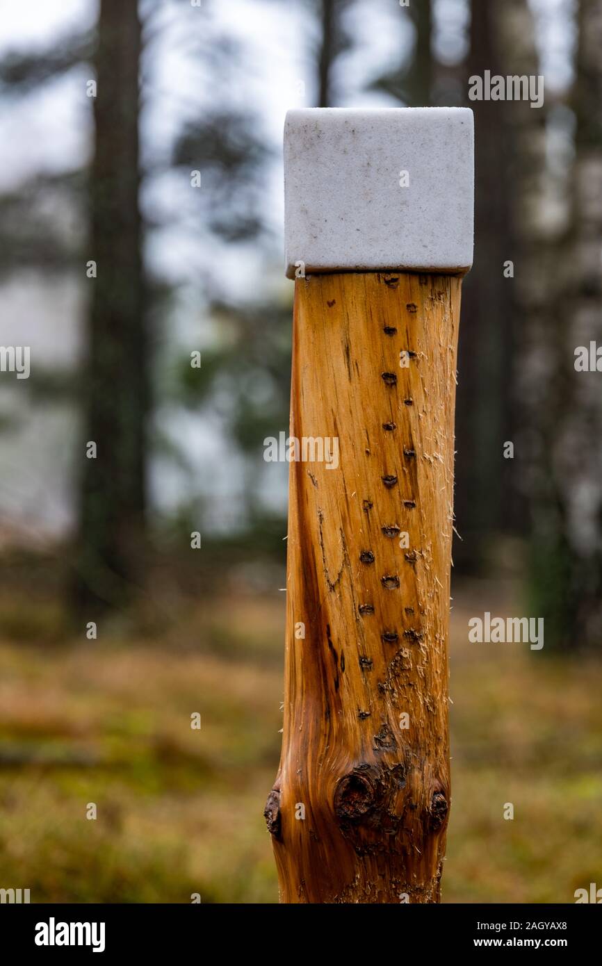 Salzleckstein für Tiere. Futterplatz für Wild. Herbst Saison. Stockfoto
