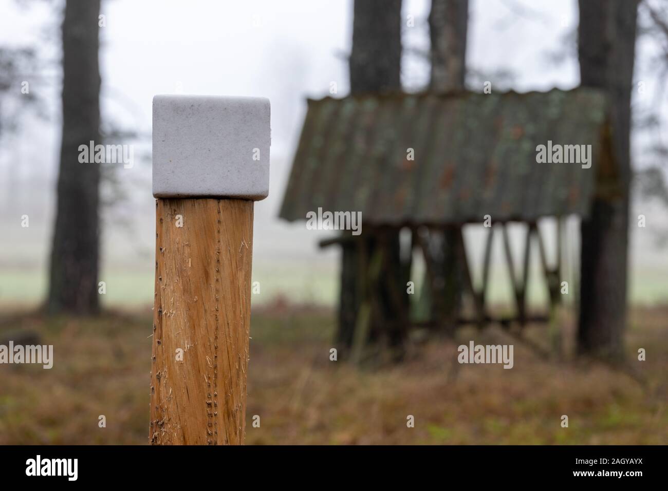 Wildes Tier lecken auf einer Weide Hintergrund. Futterplatz für Tiere im Wald. Herbst Saison. Stockfoto