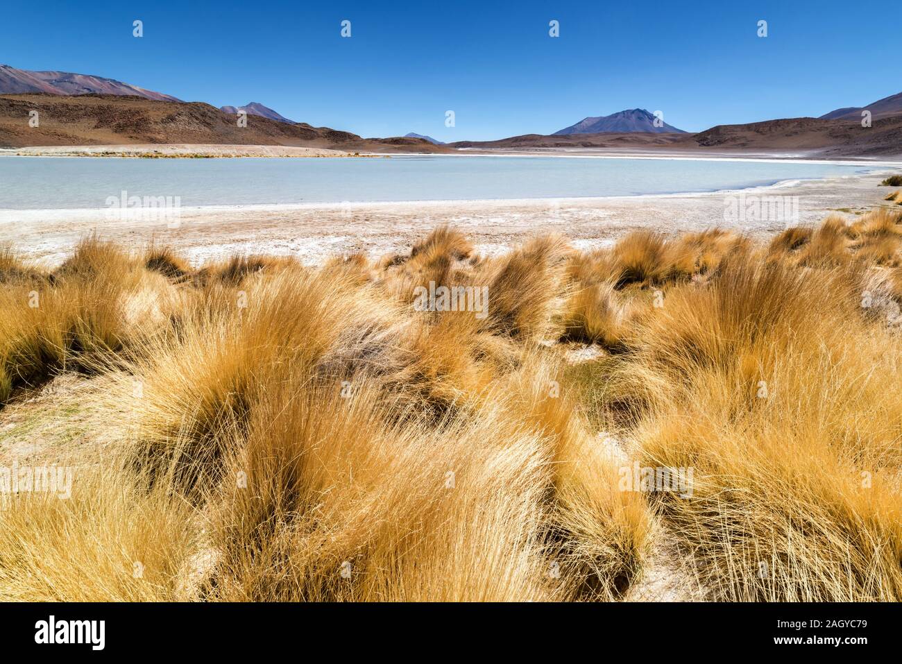 Laguna Honda, bolivianische Altiplanic Lgoon, Bolivien Stockfoto