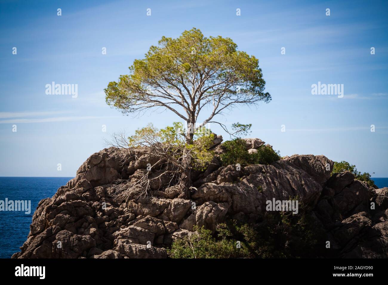 Ein einzelner Baum an einem Felsen in Mallorca Stockfoto
