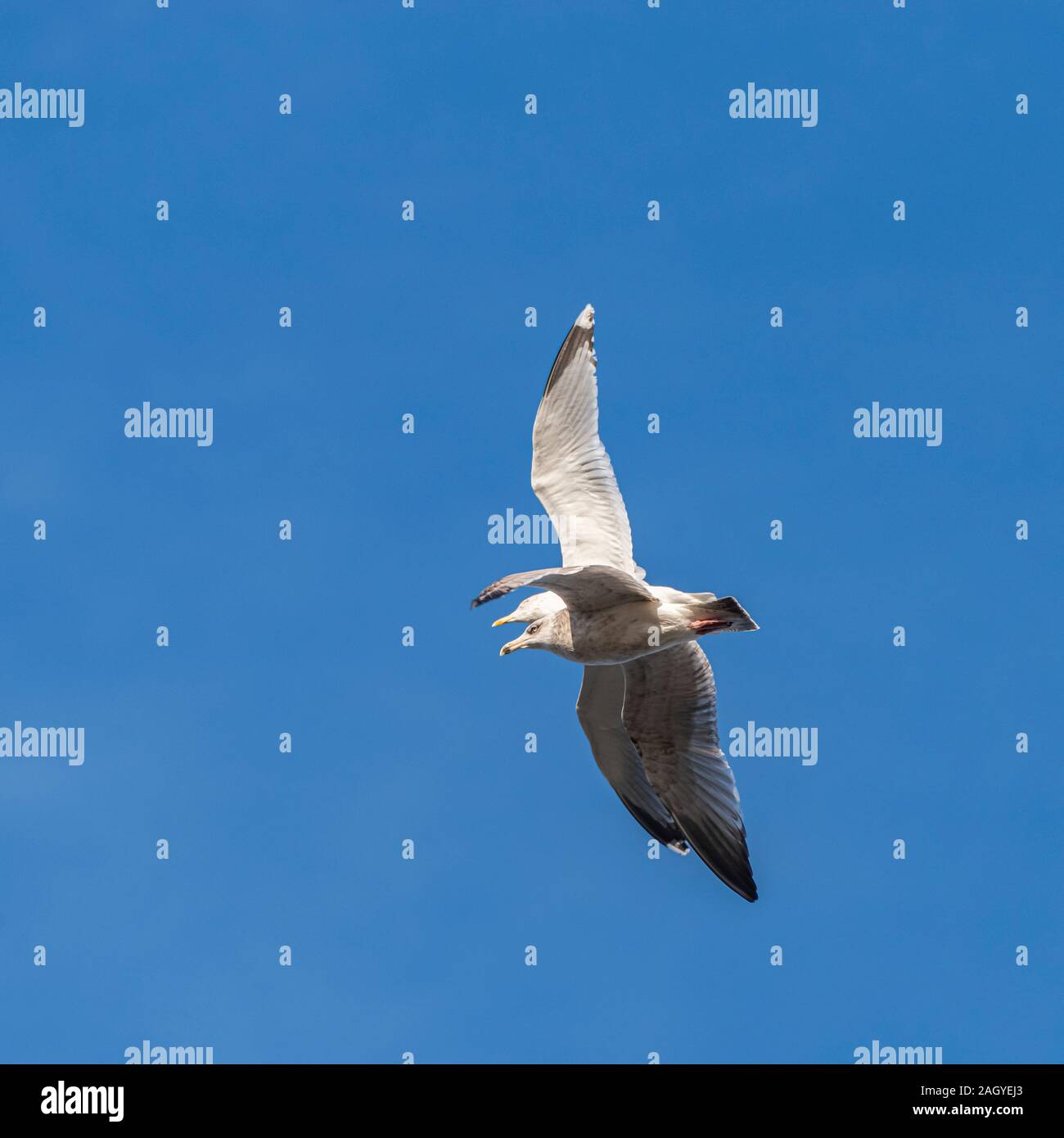 Eine Silbermöwe (Larus argentatus) Im zweiten Winter Gefieder und ein Erwachsener im Flug vor blauem Himmel Stockfoto