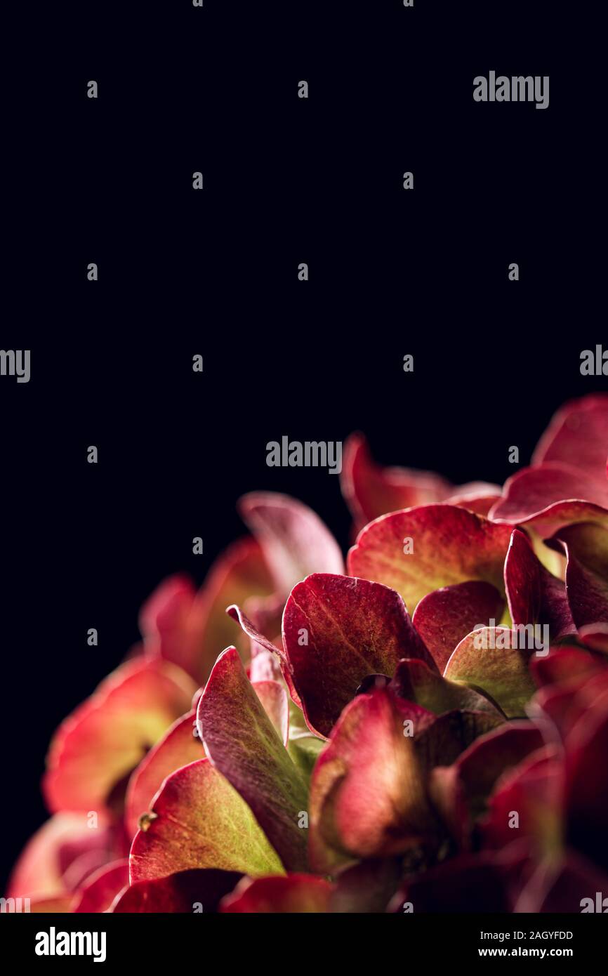 Rote Hortensie Blumen Bouquet aus der Nähe immer noch auf einem soliden schwarzen Hintergrund Stockfoto