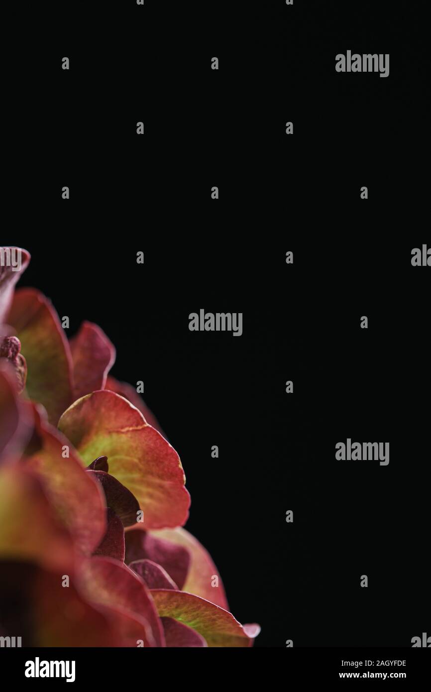 Rote Hortensie Blumen Bouquet aus der Nähe immer noch auf einem soliden schwarzen Hintergrund Stockfoto