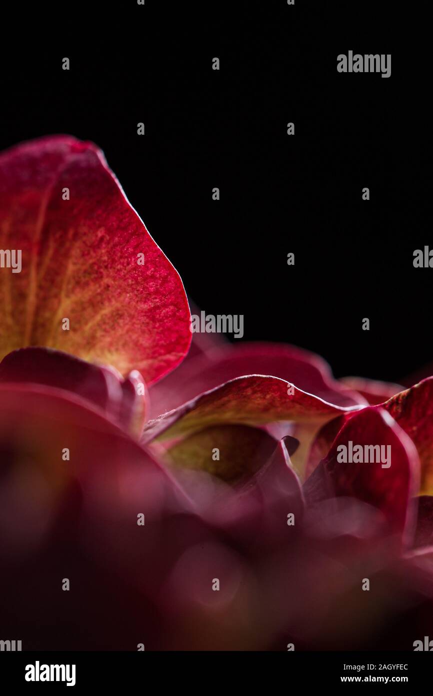 Rote Hortensie Blumen Bouquet aus der Nähe immer noch auf einem soliden schwarzen Hintergrund Stockfoto