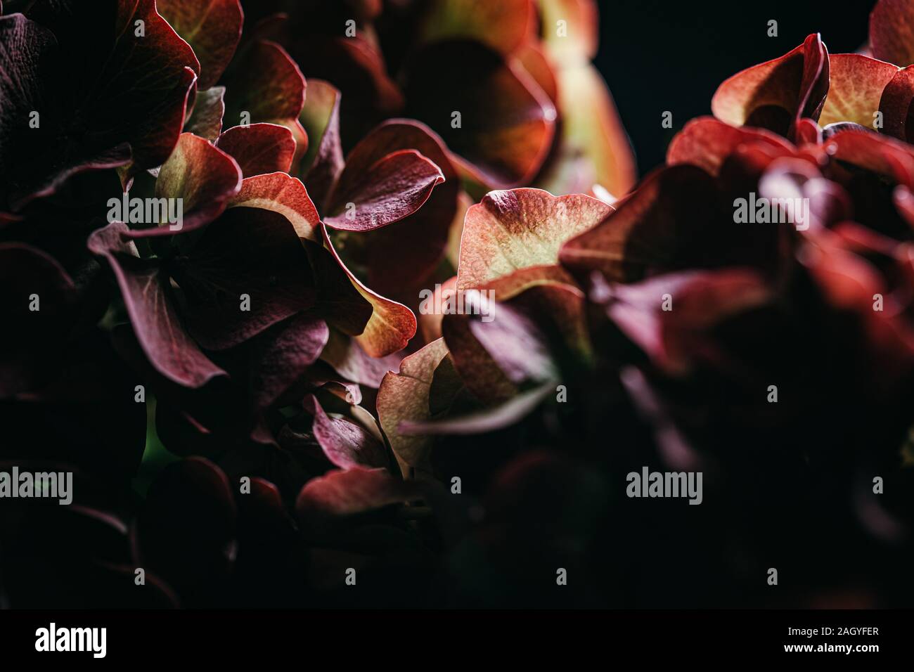 Rote Hortensie Blumen Bouquet aus der Nähe immer noch auf einem soliden schwarzen Hintergrund Stockfoto