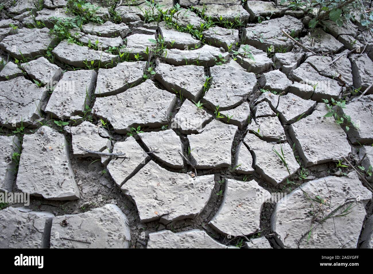 Ein Bild des Klimawandels auf dem Planeten Erde. Sonne - gebrannte Erde befindet sich in der Nähe des verdunstenden See. Pflanzen und Gras ums Überleben kämpfen. Stockfoto