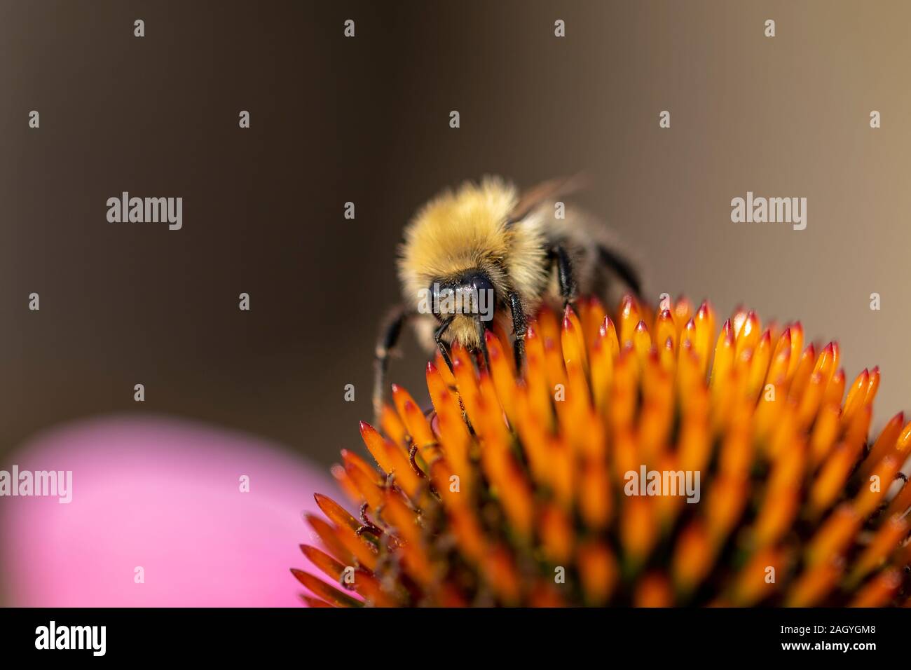 Das Porträt einer Biene sitzen auf der Schablonen einer euchinacea purpurea Pollen sammeln Nektar für Honig zu produzieren. Stockfoto