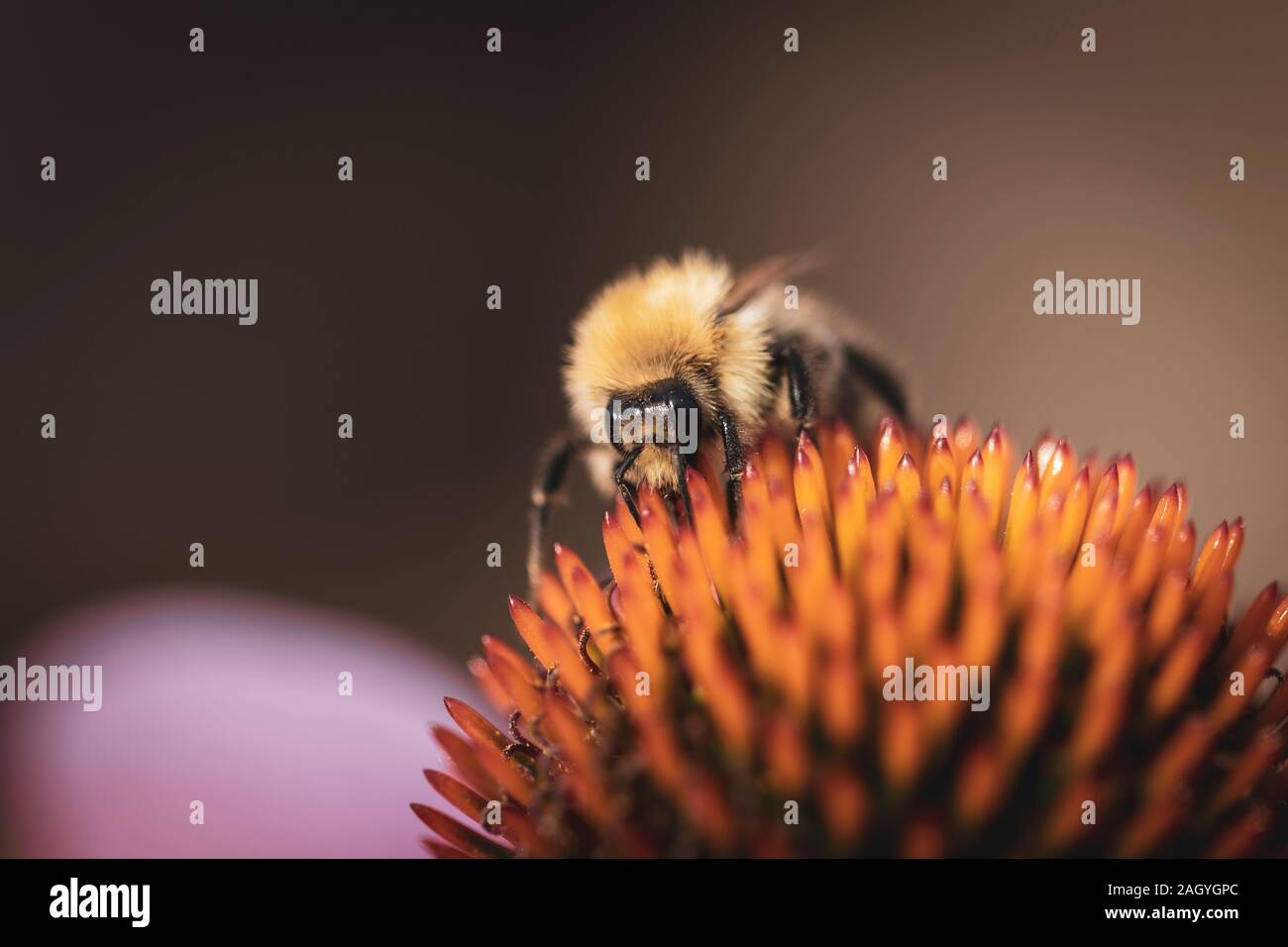 Ein Makro, Porträt einer Biene sitzt auf einem euchanicea purpurea Anlage auf der Suche nach einige Pollen zu ernten. Stockfoto