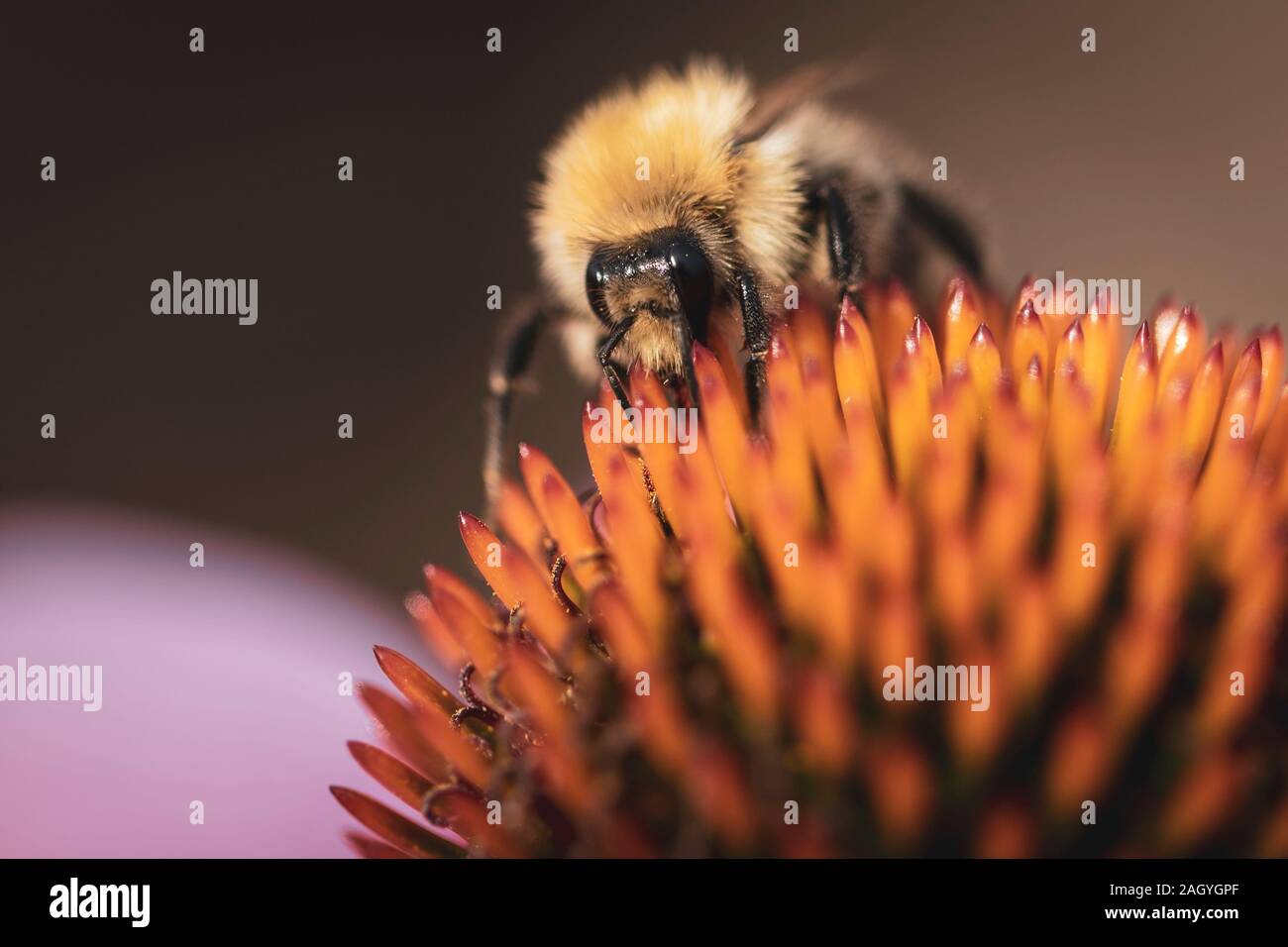 Ein Makro, Porträt einer Hummel auf einer euchanicea purpurea Anlage auf der Suche nach einige Pollen zu ernten. Stockfoto