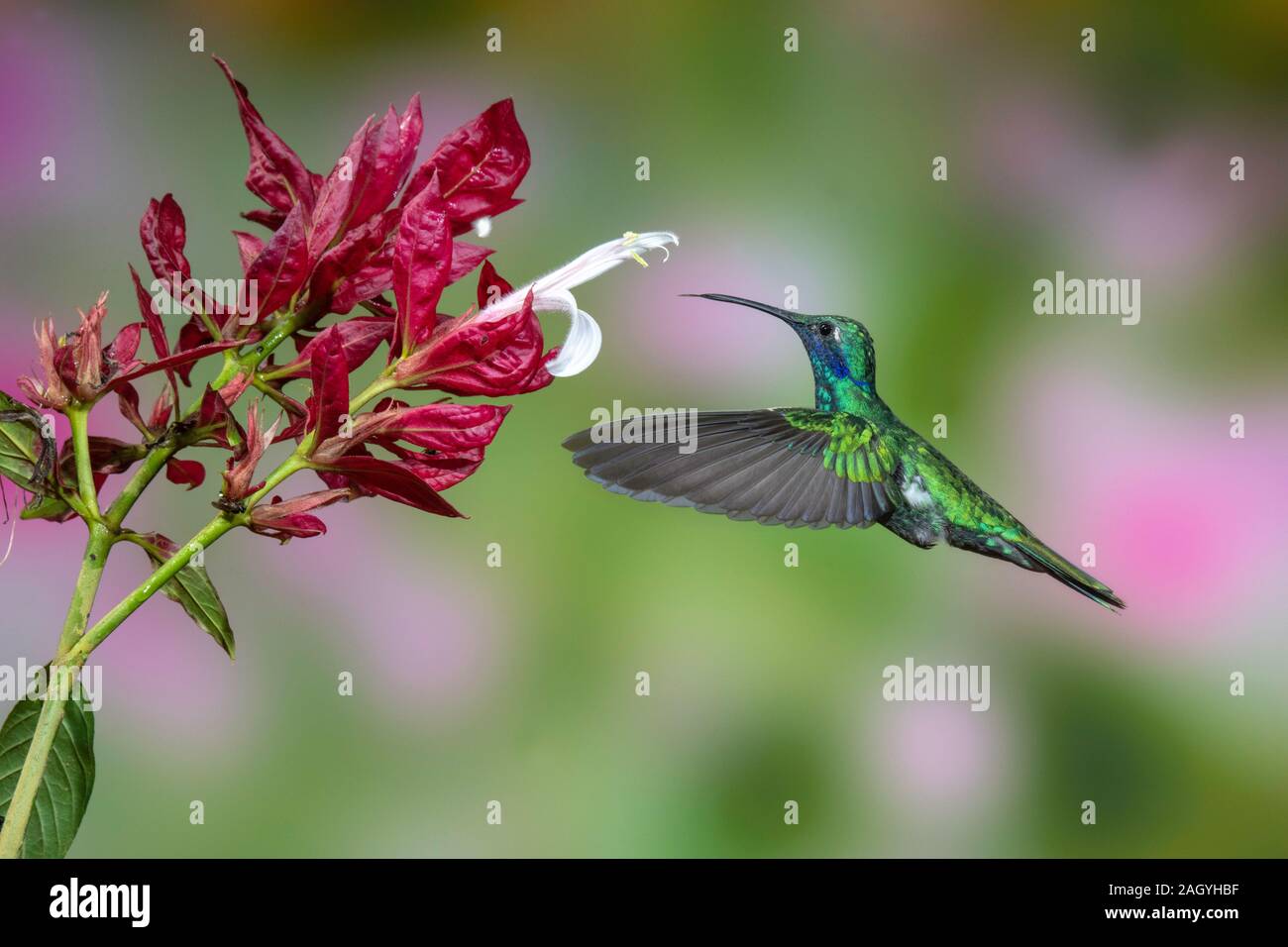 Funkelnde violett-Ohr Colibri coruscans Tandayapa, Ecuador 5 Dezember 2019 nach der Stockfoto