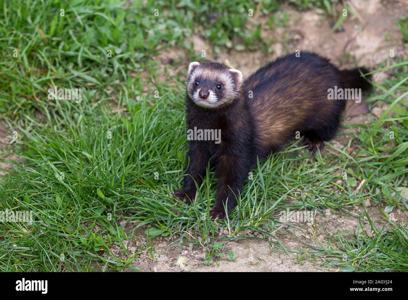 Polecat oder Ferret Hybrid in England Stockfoto