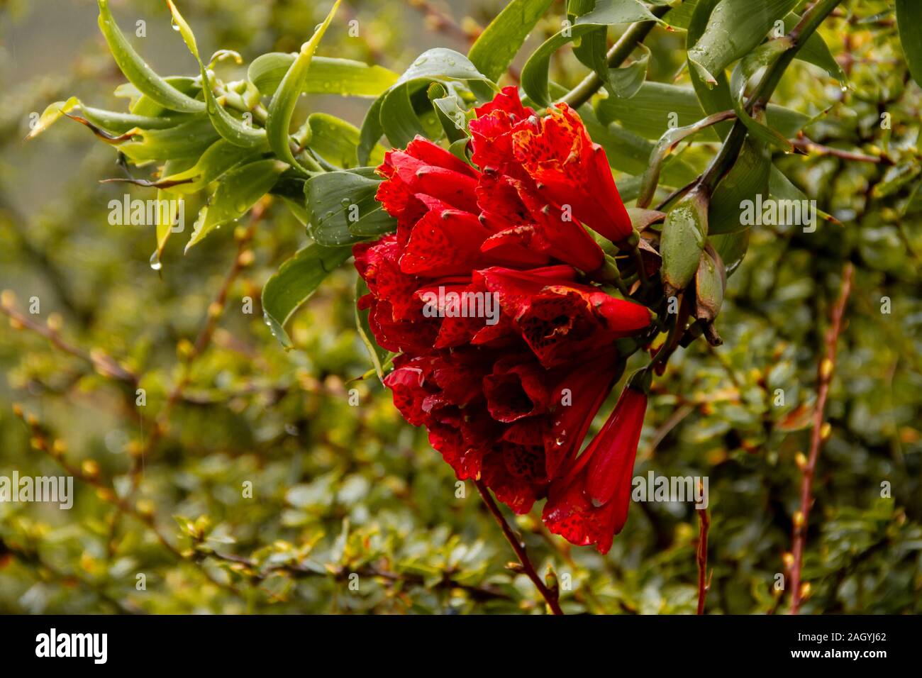 Flor de la Sierra de Perú Stockfoto
