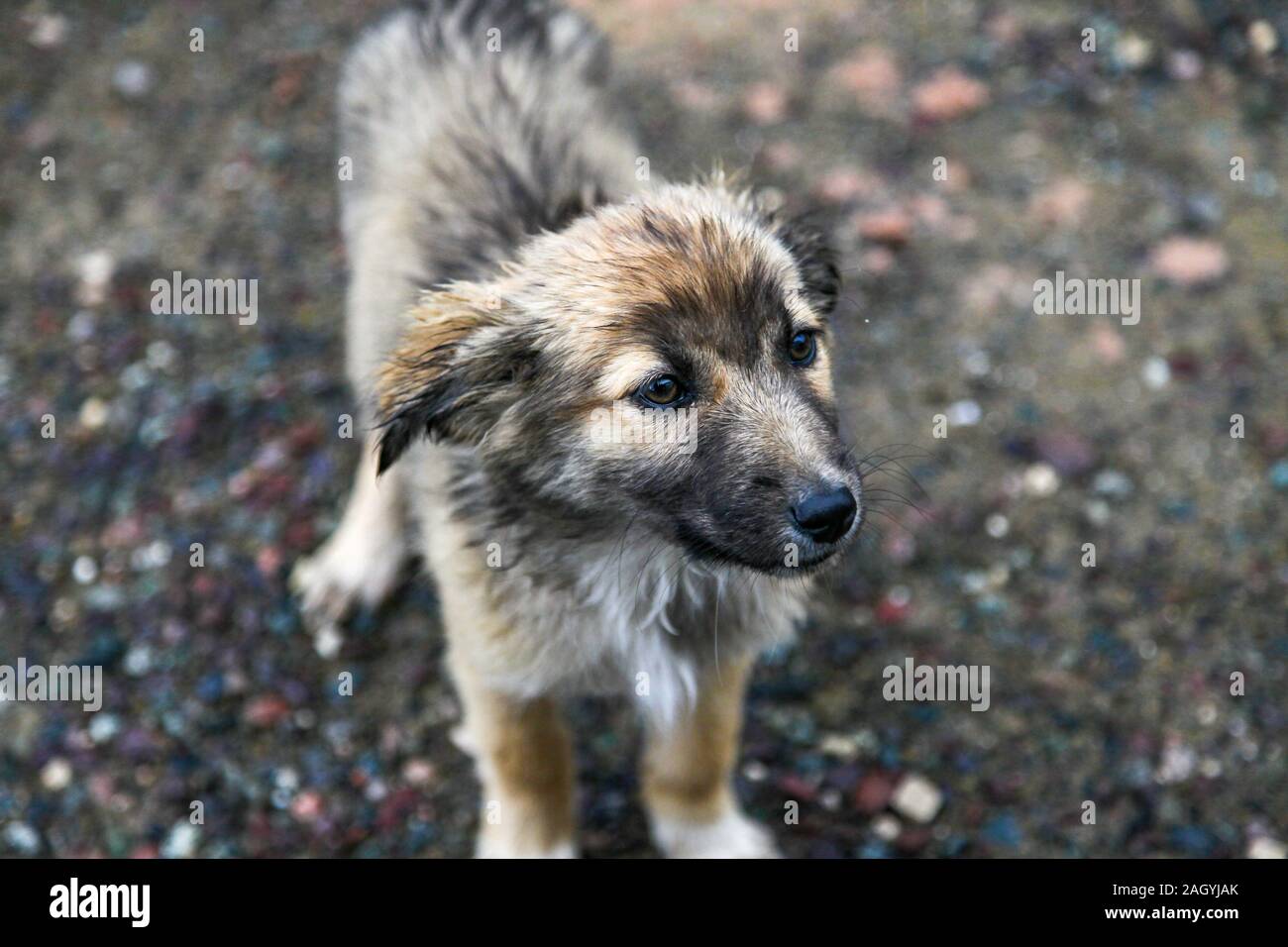 Ein junger streunender Hund auf den Straßen von Marrakesch Stockfoto