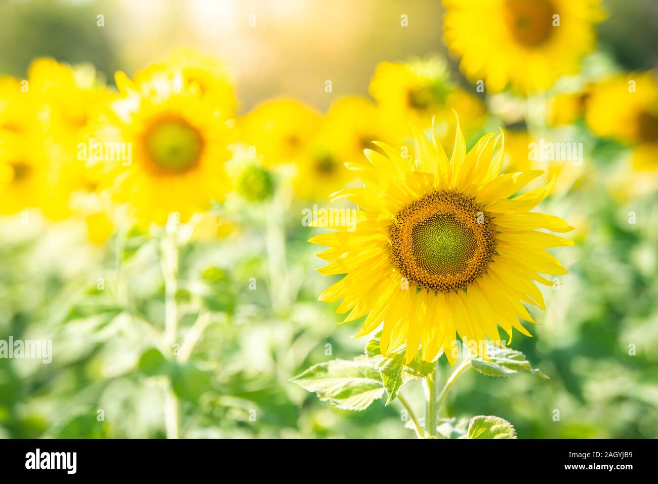 Sonnenblumen blühen im Feld für Landwirtschaft Industrie auf den Herbst. Stockfoto