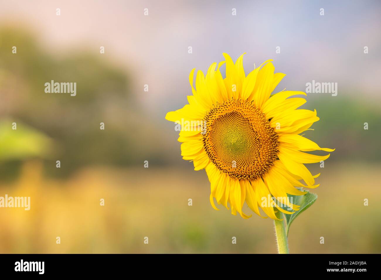 Sonnenblumen blühen im Feld für Landwirtschaft Industrie auf den Herbst. Stockfoto
