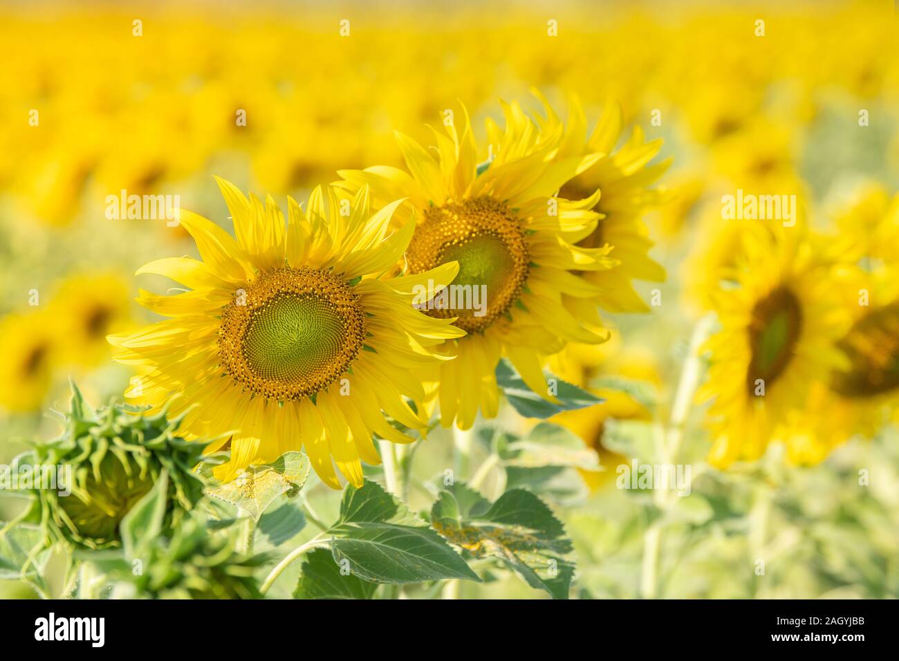 Sonnenblumen blühen im Feld für Landwirtschaft Industrie auf den Herbst. Stockfoto