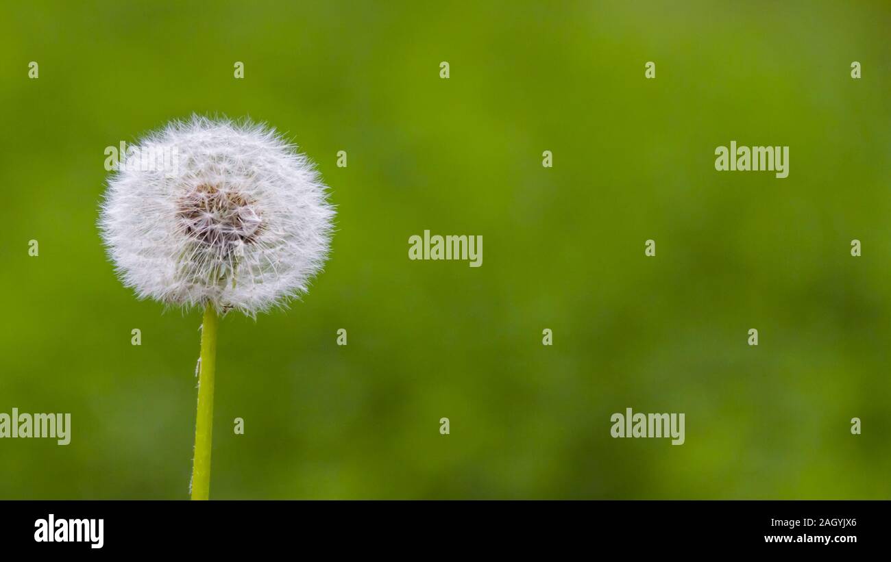 Diente de León de la mano Stockfoto