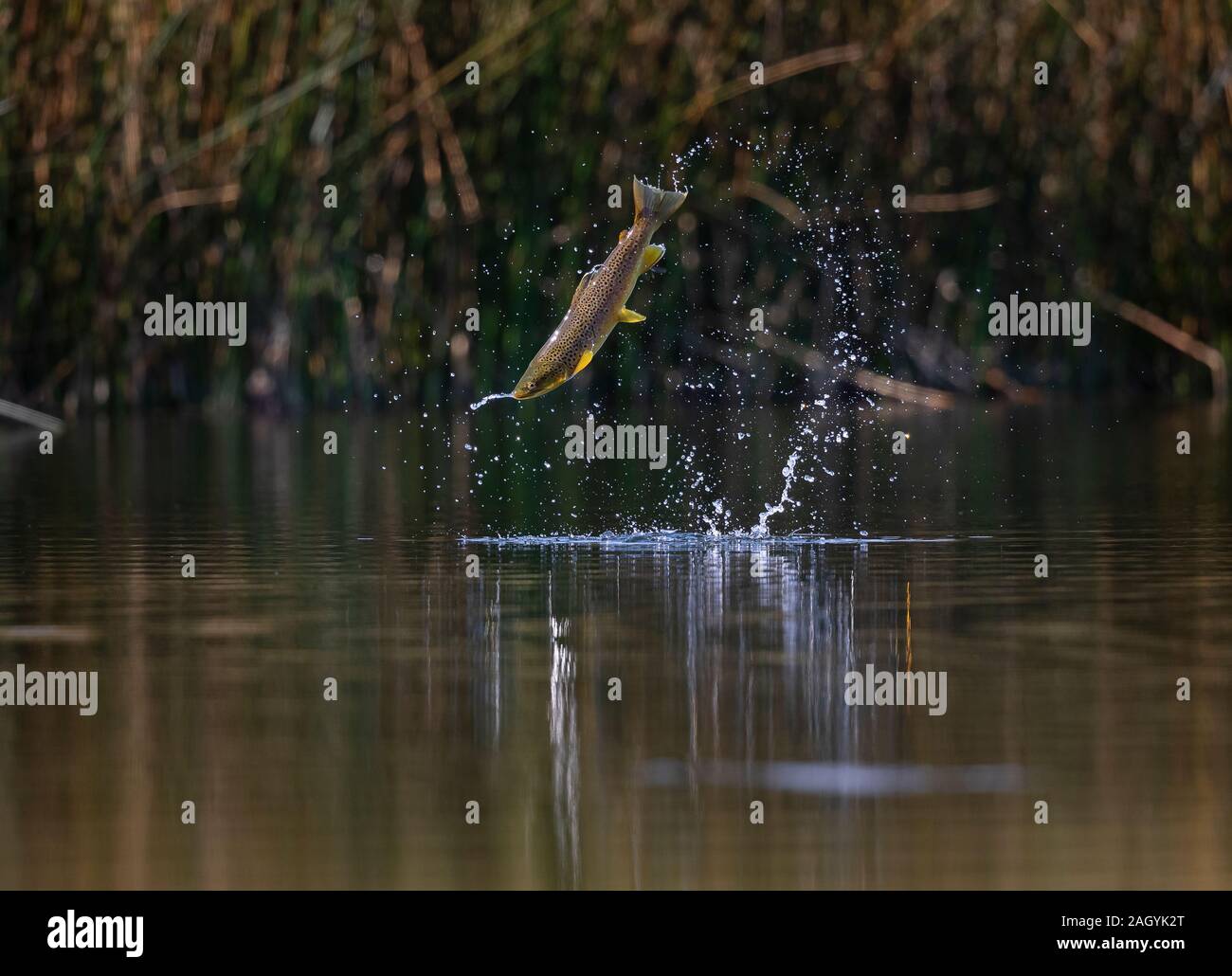 Bachforelle, Salmo trutta, springen aus dem Wasser, als Sie versuchen auf Ei zu füttern - Festlegung der Libellen und Damselflies an Marfield Nature Reserve, Masham. Stockfoto