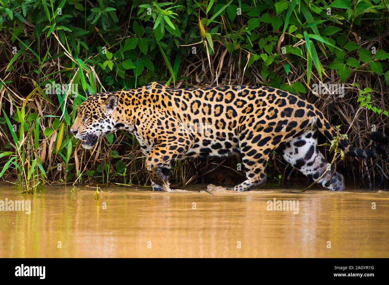 Jaguar Jagd am Ufer des Flusses bank im Rive Stockfoto