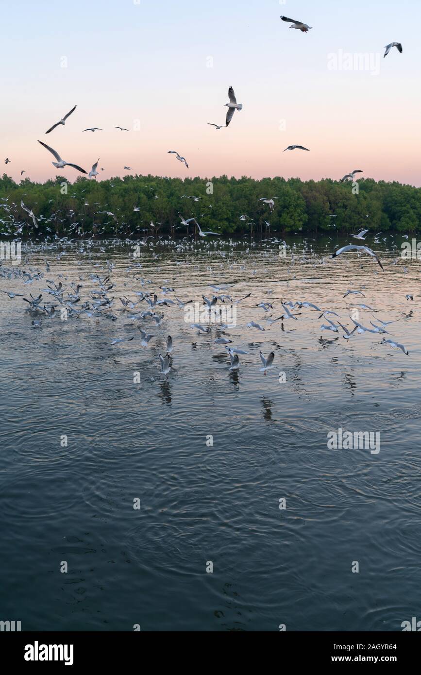 Gruppe von Möwen über dem Meer bei Sonnenuntergang fliegen Stockfoto