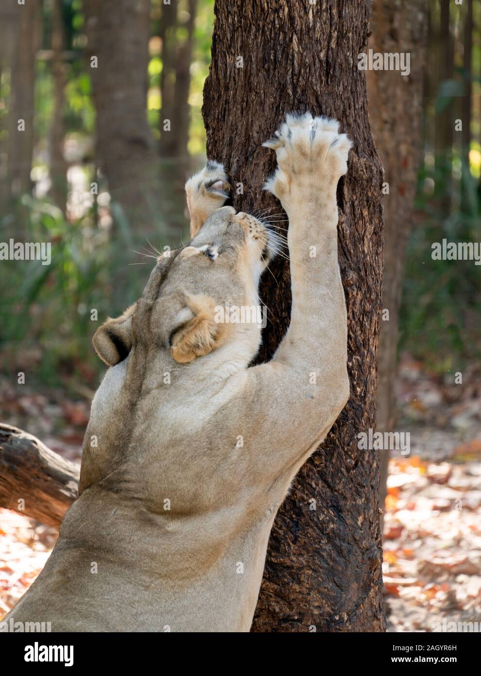 Female White Lion kratzen Baumrinde Stockfoto