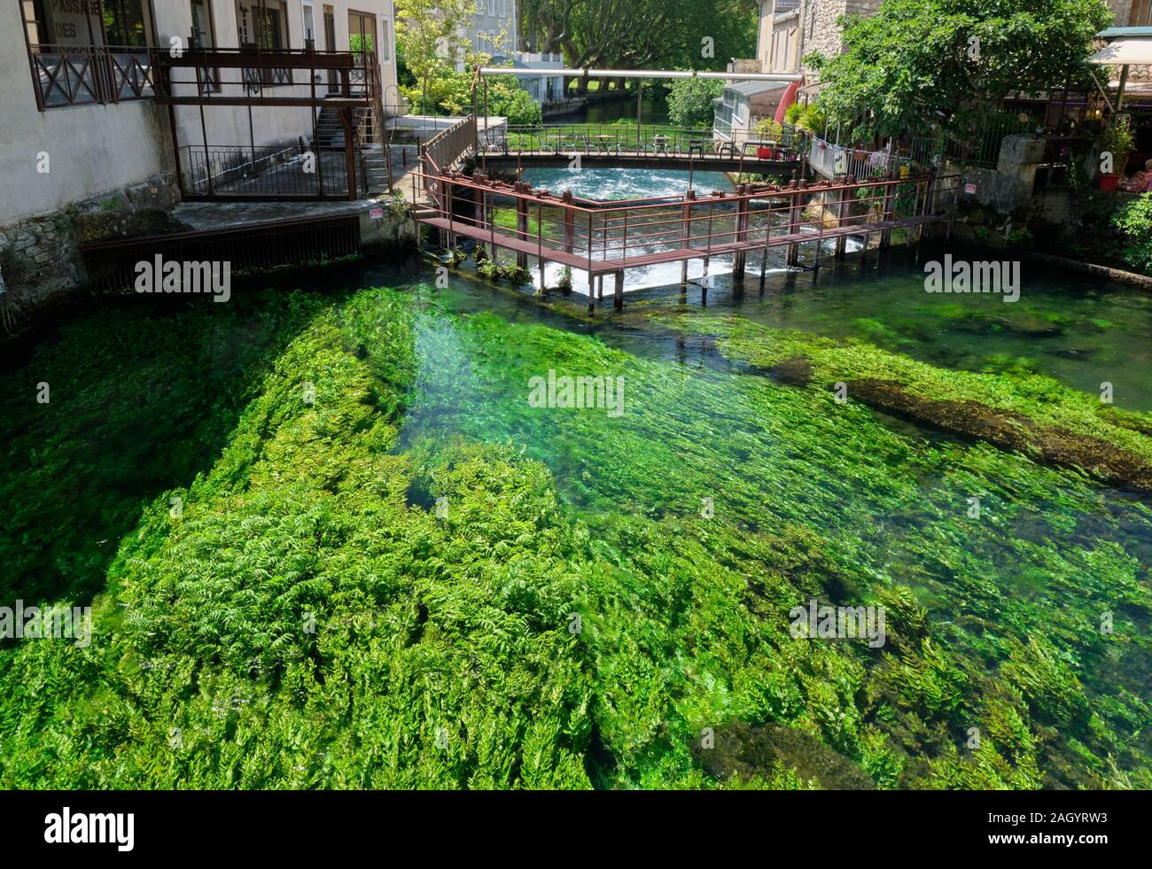 Ein fluss Szene mit leuchtend grünen Wasser Unkraut im Zentrum von Fontaine-de-Vaucluse Stockfoto
