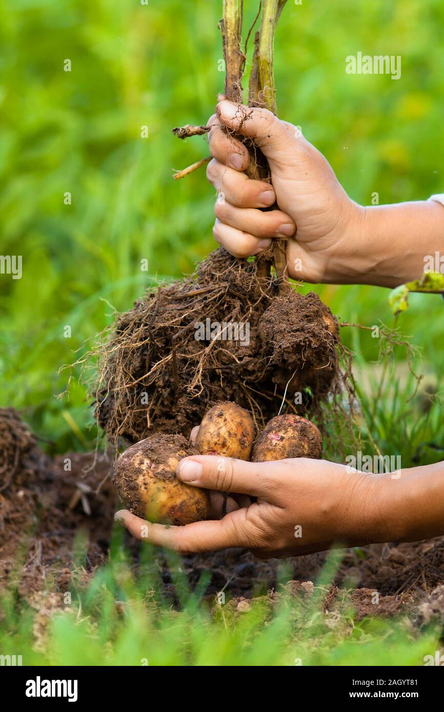 Graben bush Kartoffel in der Hand, bis in der Nähe Stockfoto