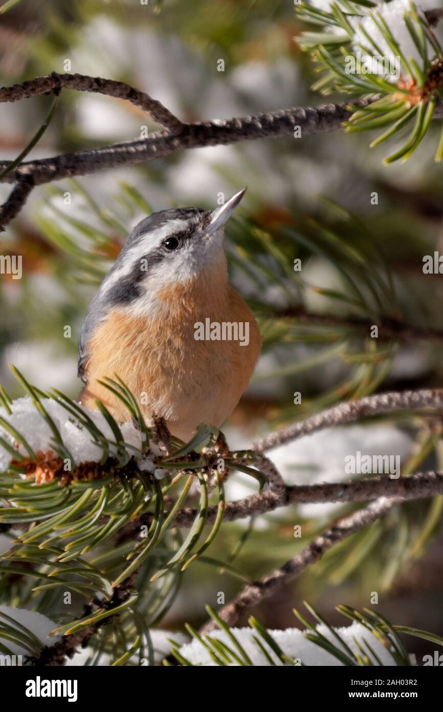 Ein Red-breasted Kleiber sitzt inmitten der Pinien Äste in Cheyenne, Wyoming Stockfoto