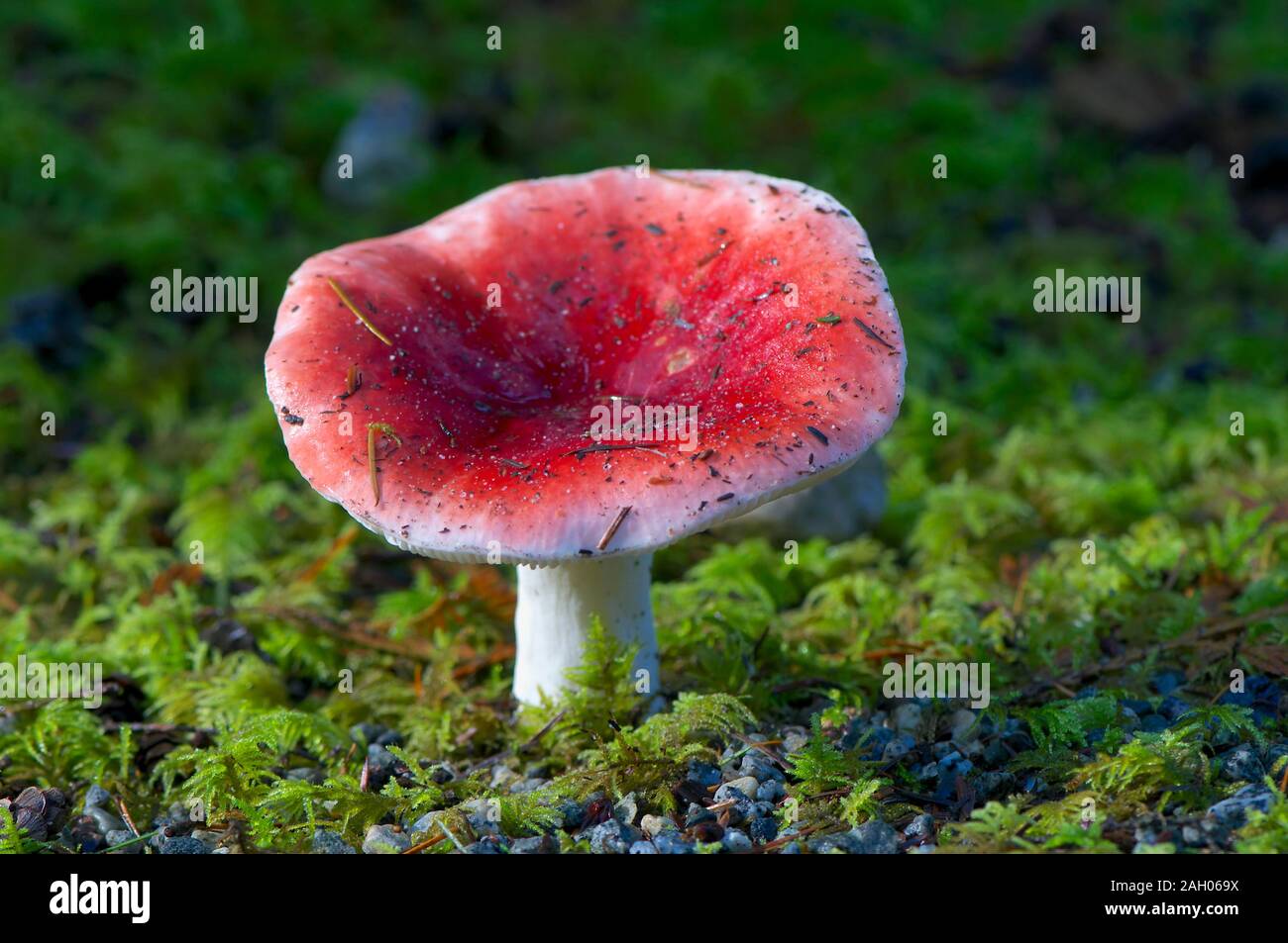 Russula paludosa, ein essbarer, konkaver roter Pilz mit weißem Stamm, der im unteren Festland, British Columbia, Kanada wächst. Stockfoto