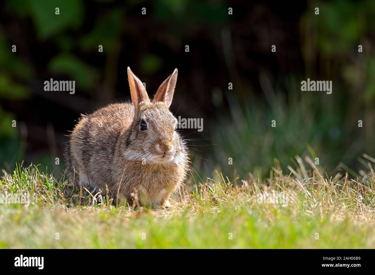 Eine Bürste Kaninchen (Sylvilagus bachmani) oder westlichen Bürste Kaninchen ist eine Art von cottontail Rabbit in westlichen Küstenregionen in Nordamerika gefunden. Stockfoto