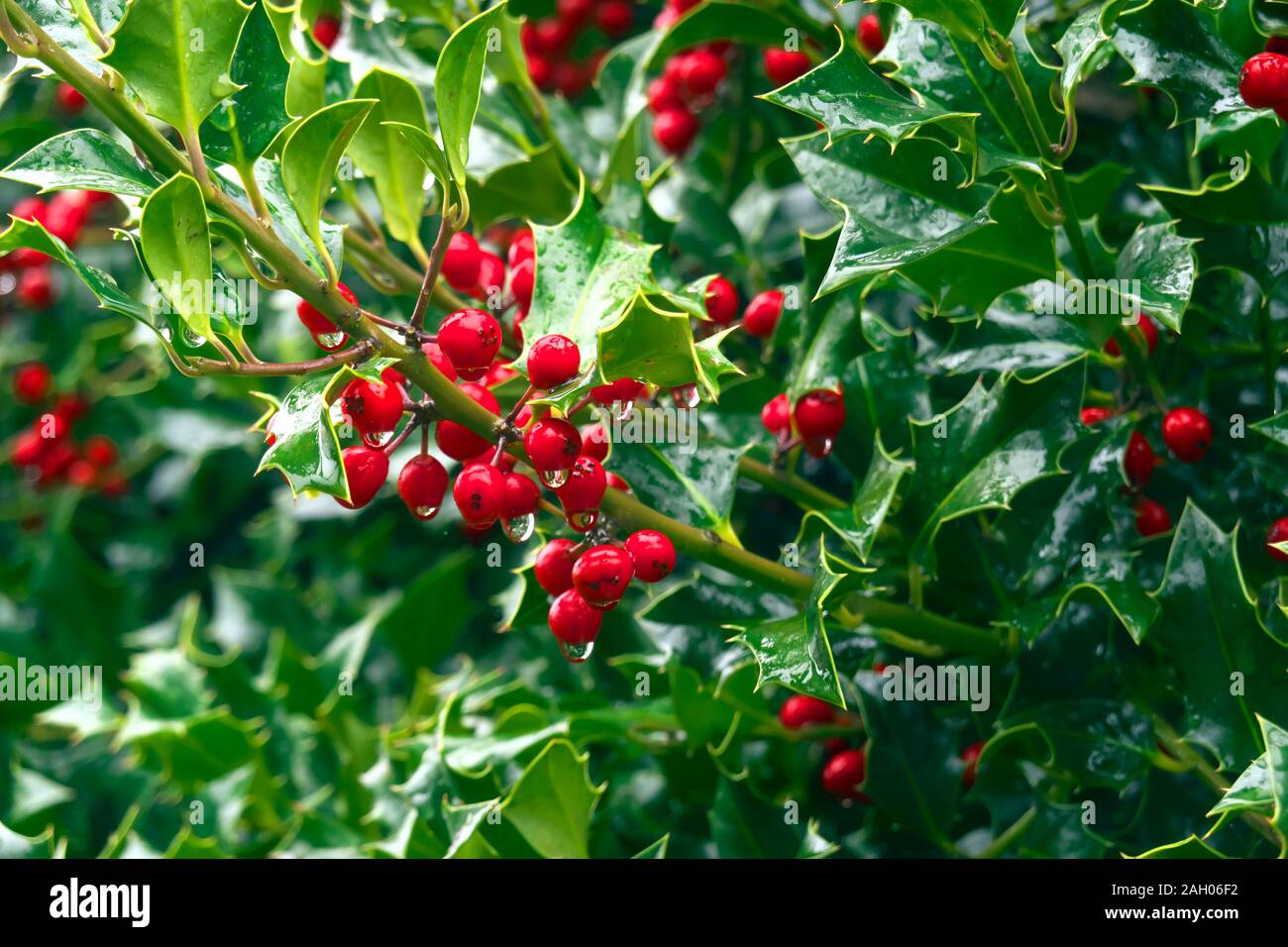 Red Stechpalme Beeren mit Regentropfen auf einem Zweig der stachelige grüne Blätter. Stockfoto
