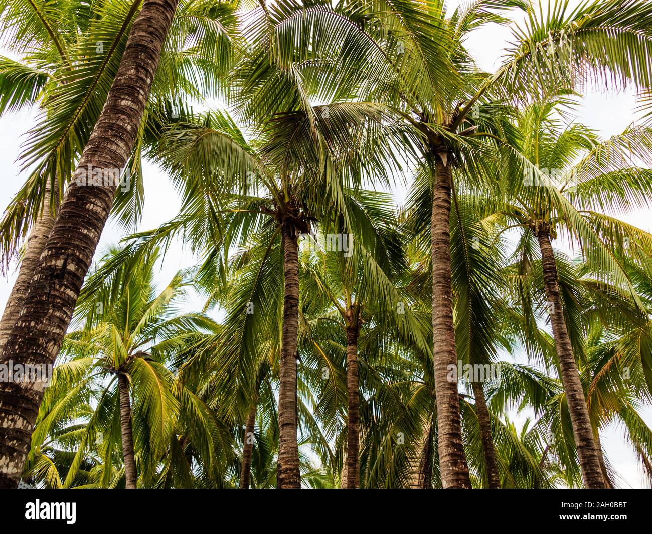 Low Angle Shot eines Clusters von großen tropischen Palmen im warmen Sonnenlicht Stockfoto