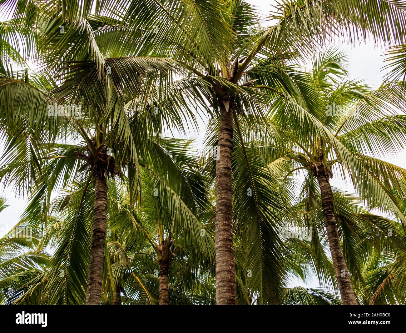 Ein Cluster von großen tropischen Palmen im warmen Sonnenlicht Stockfoto