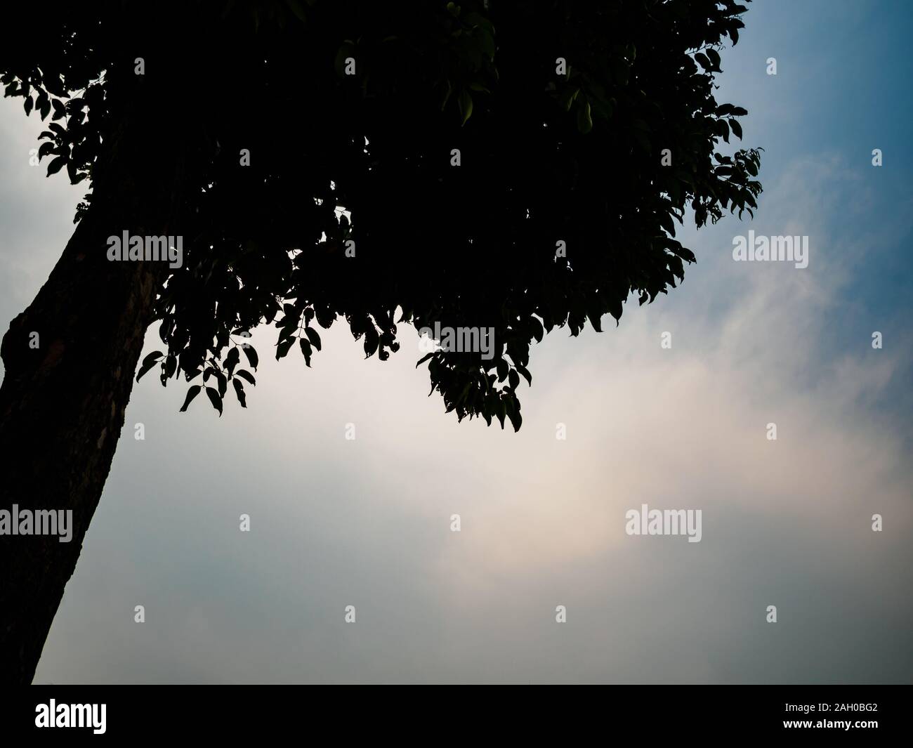 Silhouette einer einzigen einsame einsamen Baum gegen den blauen Himmel mit kopieren. Um zu veranschaulichen, Entwaldung/Umwelt - Nur ein Baum lef Stockfoto