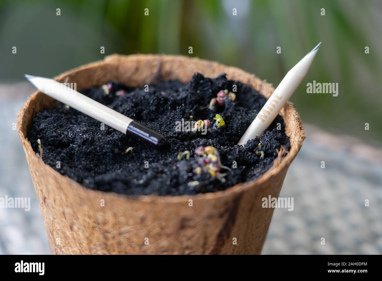 Plantable Bleistifte aus Bambus. Anstelle von einem Radiergummi am Ende, eine biologisch abbaubare Gelatine Kapsel wird mit Samen. Am Ende der penc Stockfoto