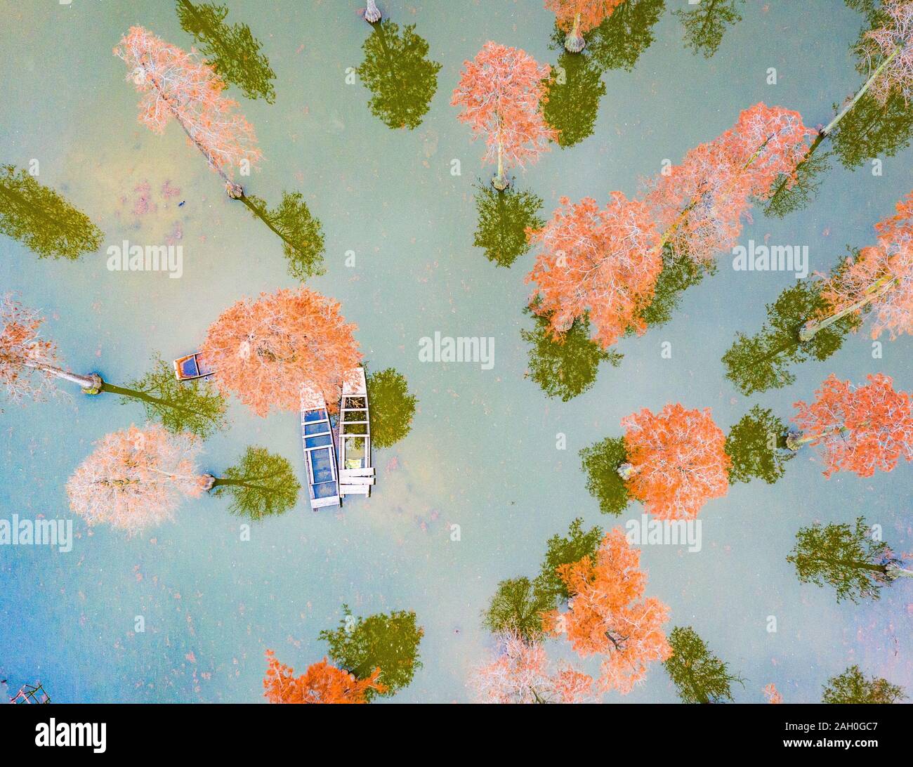 Wuhan, China. 22 Dez, 2019. Die Schönheit der Teich Cypress Wald auf Wasser in Wuhan, Hubei, China Am 22. Dezember 2019. (Foto durch TPG/cnsphotos) Credit: TopPhoto/Alamy leben Nachrichten Stockfoto