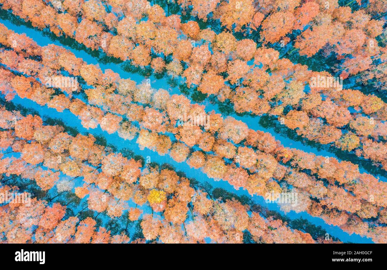 Wuhan, China. 22 Dez, 2019. Die Schönheit der Teich Cypress Wald auf Wasser in Wuhan, Hubei, China Am 22. Dezember 2019. (Foto durch TPG/cnsphotos) Credit: TopPhoto/Alamy leben Nachrichten Stockfoto